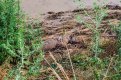 Всички изчезнали лъвове и тигри от наводнения зоопарк в Тбилиси са мъртви