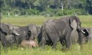 Слон избяга от цирк и уби човек в Германия