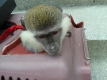 Екоинспектори спасиха две маймуни за атракции в Слънчев бряг