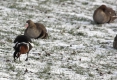 За зимуващи гъски може да се източат 220 млн. лв. от селската програма