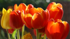 Русия забрани вноса на цветя от Холандия