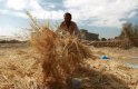 Житото - другият петрол на "Ислямска държава"