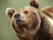 Плевенският зоопарк за кратко бе затворен заради избягала от клетката си мечка