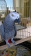 Десет сиви папагала- жако задържаха на ГКПП "Капитан Андреево"