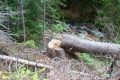 Дървосекач издъхна, премазан от бор край Рудозем