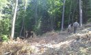 Незаконна сеч в държавни и частни гори край Пирдоп
