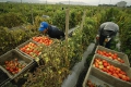 Спрени са помощите за някои от засегнатите от руското ембарго плодове и зеленчуци