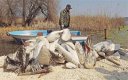 Открити са 39 мъртви розови пеликани край Бургас