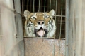 Последният тигър, "играл" в български цирк, пътува към новия си дом в Германия