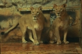Столичният зоопарк се сдоби с две млади лъвици