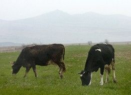 Раждане, продажба или смърт на животно ще се нанася в база данни до 48 часа от събитието
