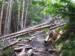 НПО призовават ЕС за действия срещу продажба на незаконна дървесина от Румъния