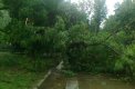 Паднало дърво уби мъж в Борисовата градина