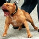 Нелегални кучешки боеве предотвратени в Звъничево