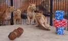 Лъвчета рожденици получиха подаръци във Варненския зоопарк