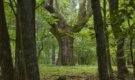 Едва половината вековни гори у нас са защитени