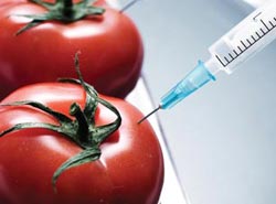 ЕП отхвърли предложението държавите сами да решават за вноса на ГМО