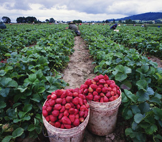 Агенцията по заетостта набира кандидати за бране на ягоди в Испания