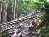 Първи търг за добив на дървесина догодина в Югозападното държавно предприятие