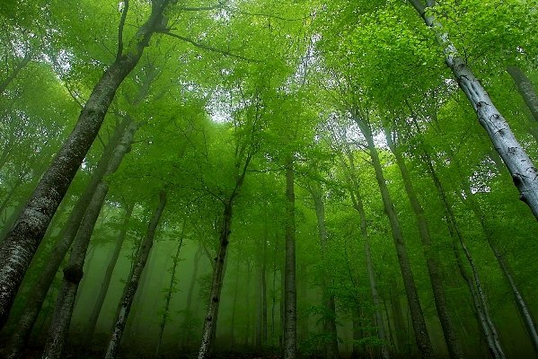 Вековните букови гори в Централен Балкан влизат в световното наследство на ЮНЕСКО