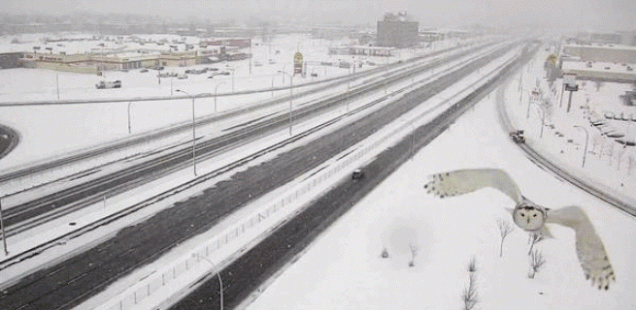 Пътна камера засне великолепна снежна сова на магистрала в Монреал