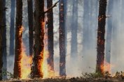 Потушен е горският пожар в община Златоград
