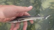 Още 5 г. се забранява уловът на есетрови риби в българската част на Дунав и Черно море