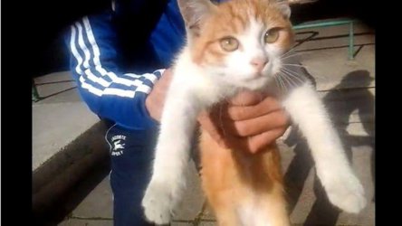 Французин беше осъден на 2 години затвор за жестоко убийство на котка