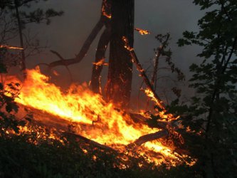 Горски пожар бушува край Тутракан