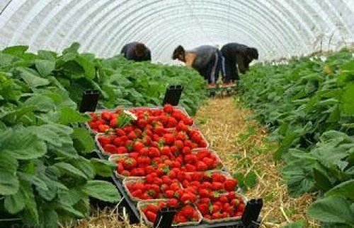 Испания търси българки за бране на ягоди срещу 38.40 евро на ден