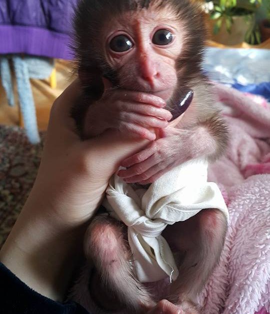 Новородено маймунче от столичния зоопарк се отглежда в домашни условия
