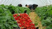 Испания търси българки за бране на ягоди срещу 38.40 евро на ден