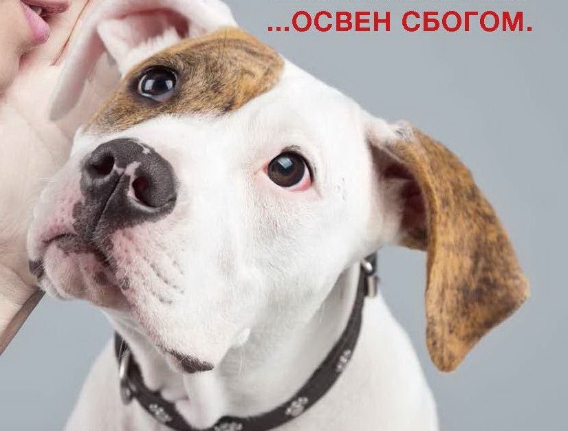 Тръгва кампания срещу изоставянето на кучета