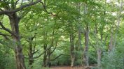 Световният ден на гората отбелязан у нас със 7000 засадени фиданки