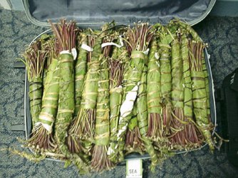 Изсушени листа кхат, снимка Уикипедия