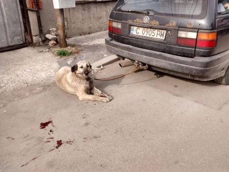 Полицията разследва софиянец, който спаси куче, влачено с теглич