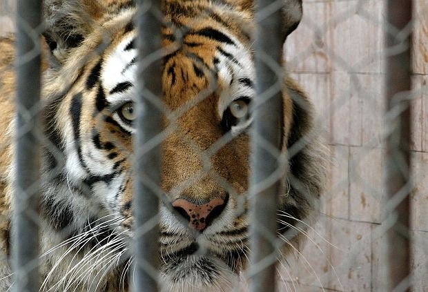Тигър в  руски зоопарк нападна пияна тийнейджърка