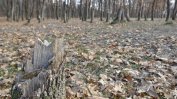 Алфа рисърч: Над 70 на сто от българите определят като проблем изсичането на горите