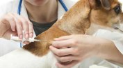 Ветеринари ще чипират безплатно кучета за Деня на ветеринарния лекар
