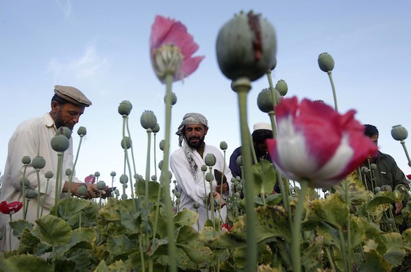 С всеобщо веселие Южен Афганистан отбеляза изключителната реколта от опиумен мак