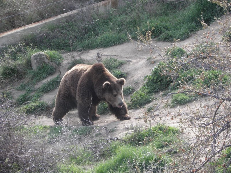 Гъбар оцеля, след като бе нападнат от мечка в Родопите
