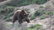 Гъбар оцеля, след като бе нападнат от мечка в Родопите