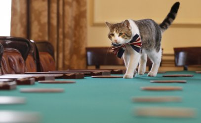 Котаракът Лари