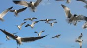 Сигурността на полетите в Русия е застрашена от неефикасната защита срещу птици