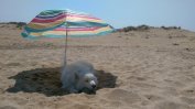 Неизвестен застреля кучето Рокси на плаж край Варна