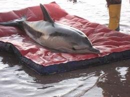 Екоминистерството публикува съвети за помощ на бедстващи делфини