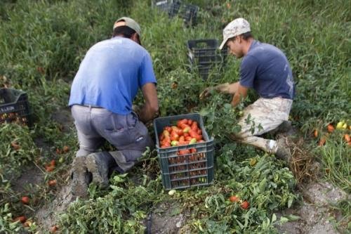 Роми от Сливен берат домати при нечовешки условия в Южна Италия