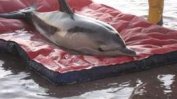 Екоминистерството публикува съвети за помощ на бедстващи делфини