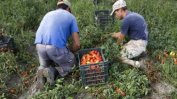 Роми от Сливен берат домати при нечовешки условия в Южна Италия