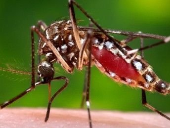 Първи случай на тропическата треска денга у нас